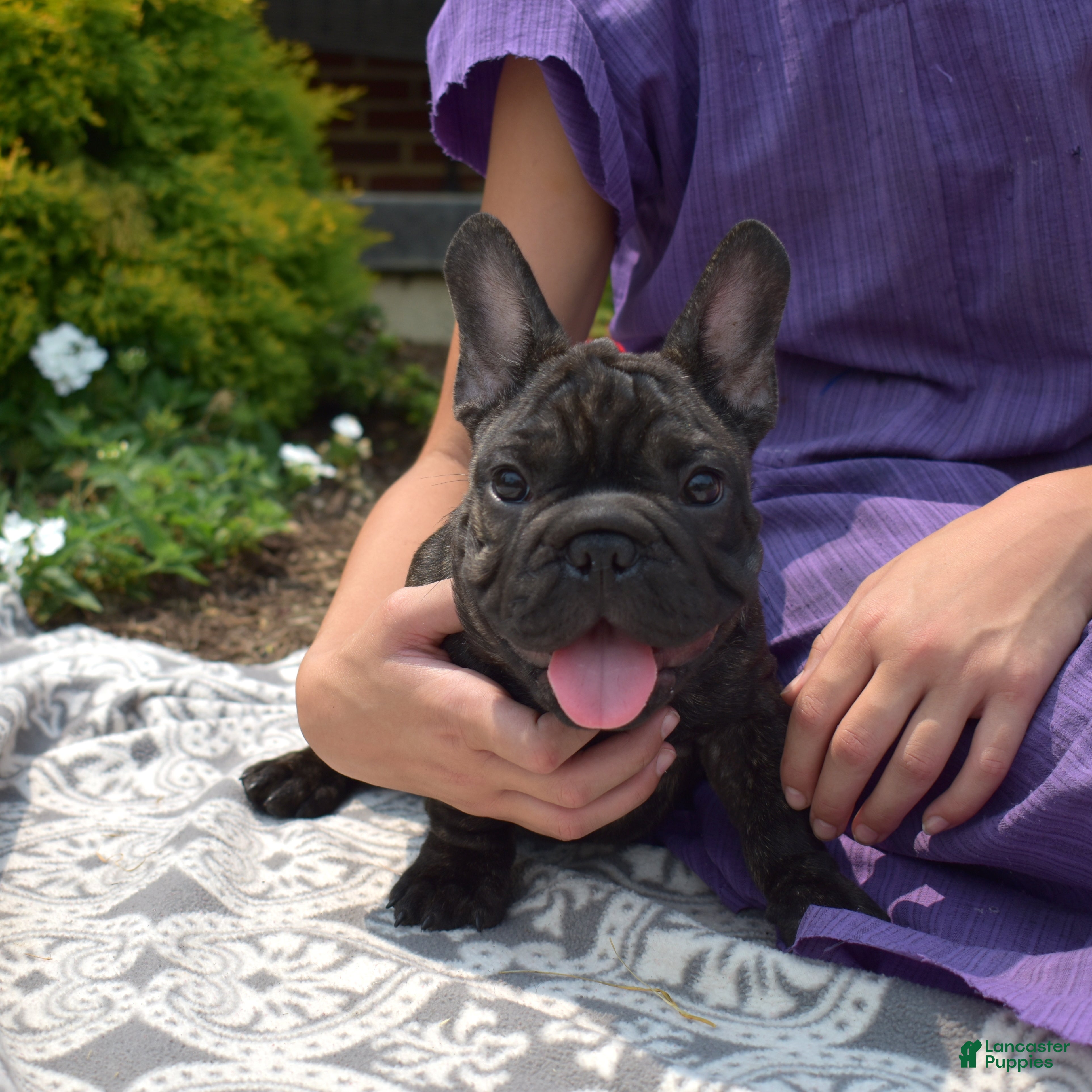 French Bulldog dogs Stormy - Ad 1
