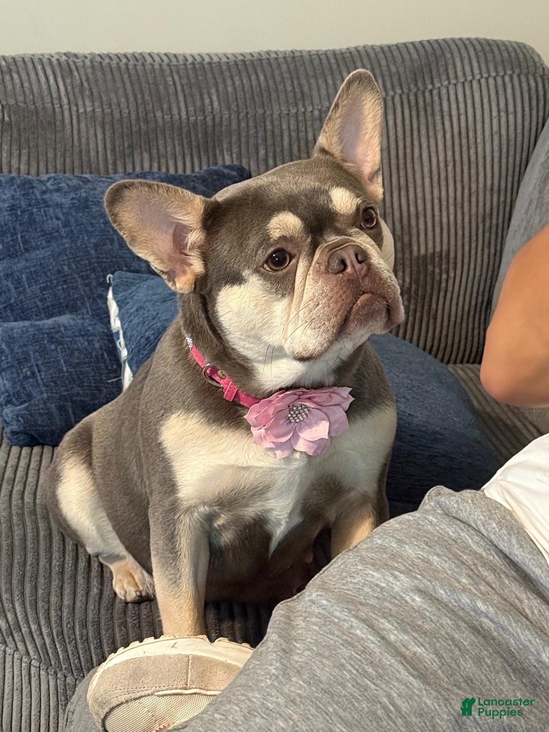 French Bulldog dogs for sale: Bellota - Ad 5