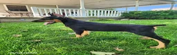 Doberman Pinscher dogs for sale: Kingston - Ad 7