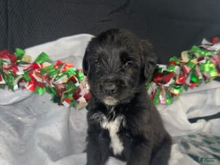 Mixed Breed dogs Bruno - Ad 28