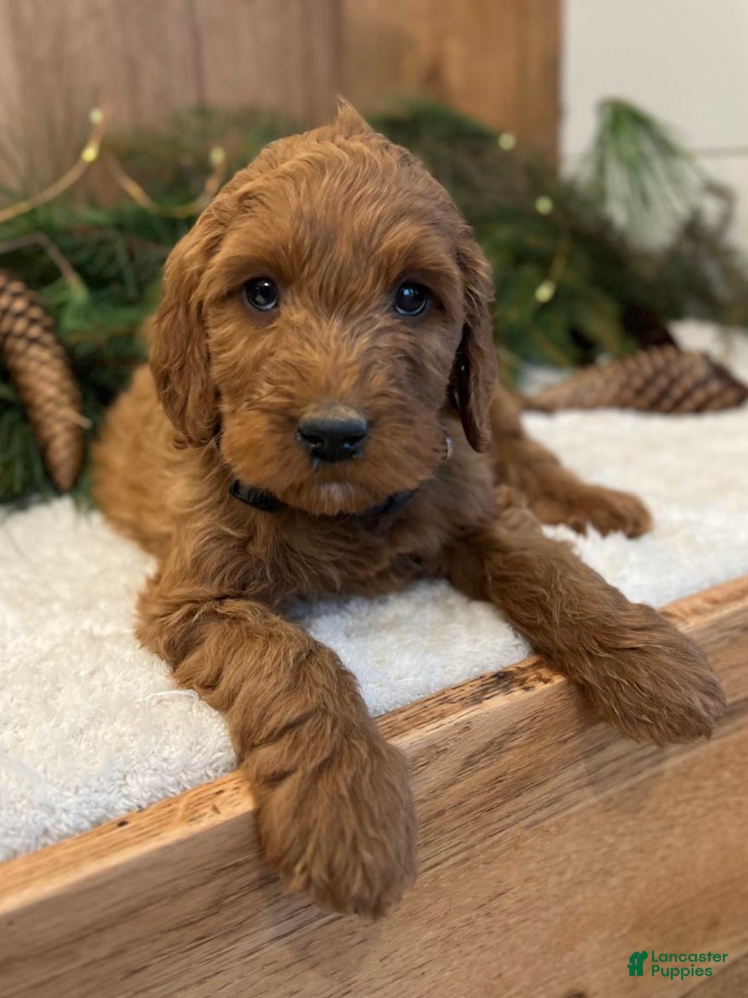 Irish Doodle dogs for sale: Frederick - Ad 10