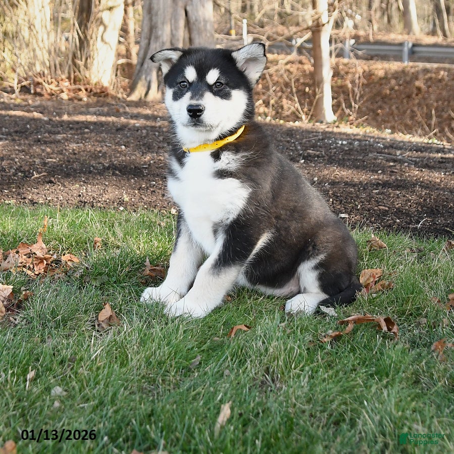 Alaskan Malamute dogs Sasha - Ad 18