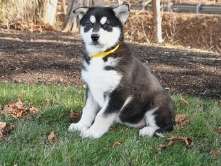 Alaskan Malamute dogs Sasha - Ad 18