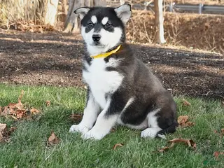 Alaskan Malamute dogs Sasha - Ad 14