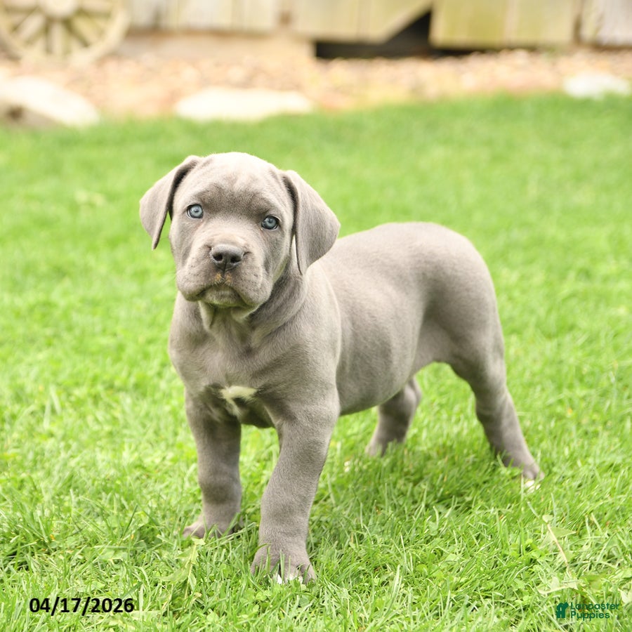 Cane Corso dogs Savannah - Ad 1