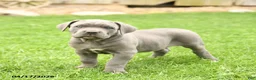 Cane Corso dogs for sale: Savannah - Ad 1