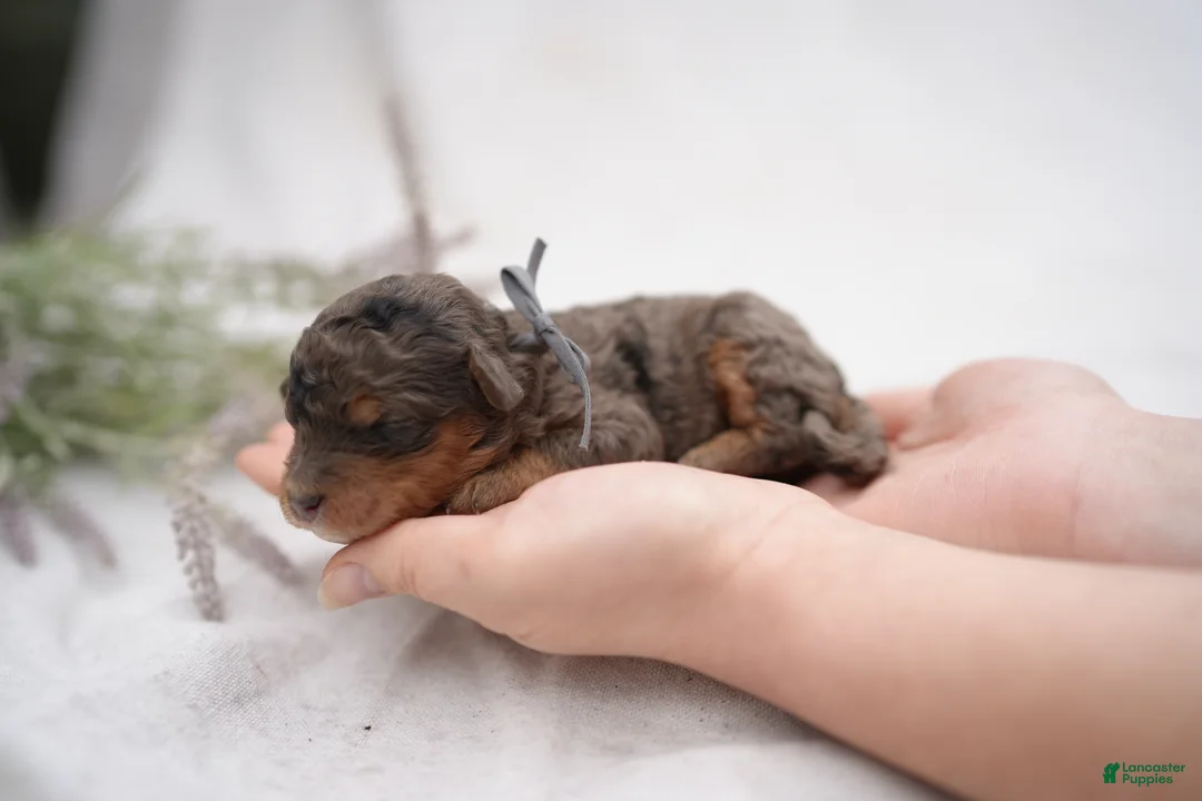 Bernedoodle dogs for sale: Bernedoodle Puppy 5 - Ad 1