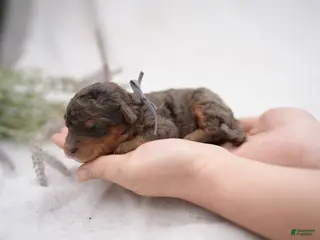 Bernedoodle dogs for sale: Bernedoodle Puppy 5 - Ad 3