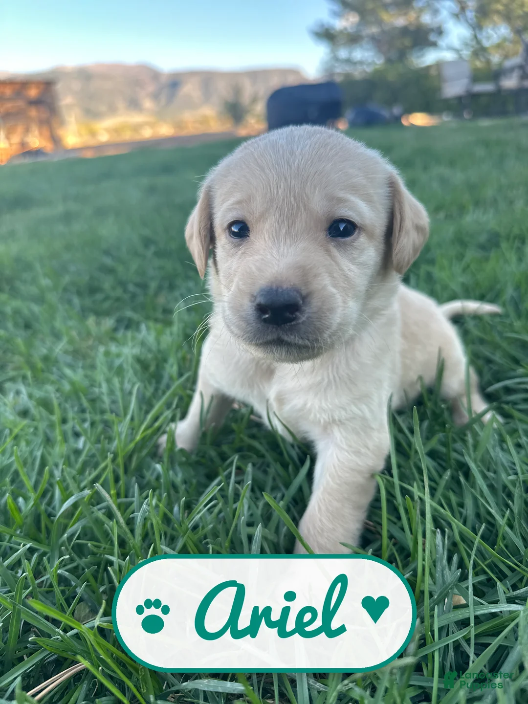Labrador Retriever dogs for sale: Ariel - Ad 2