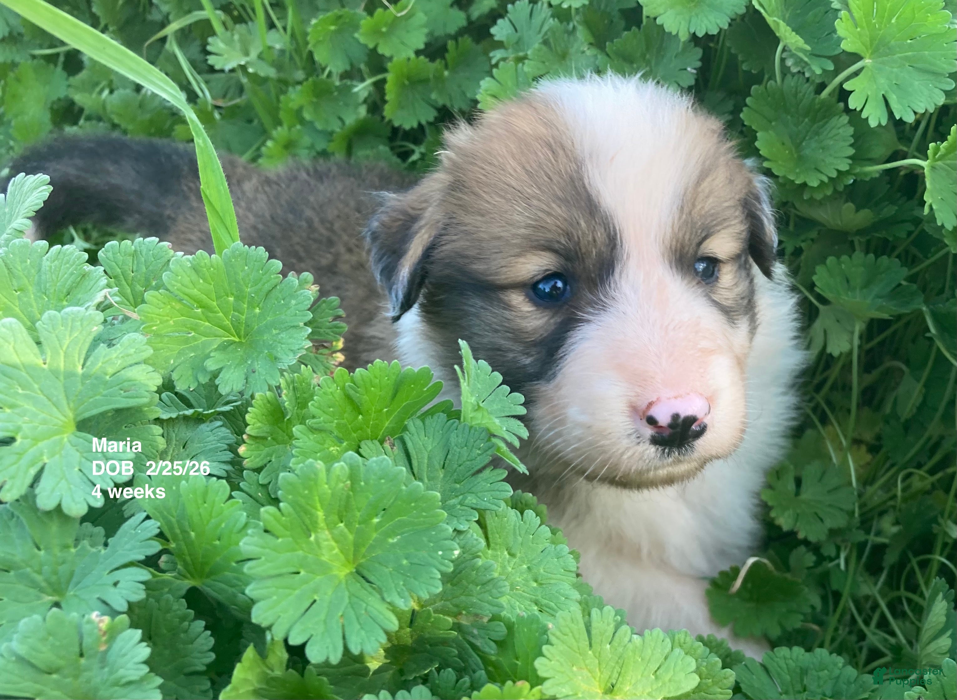 Collie dogs Maria - Ad 6