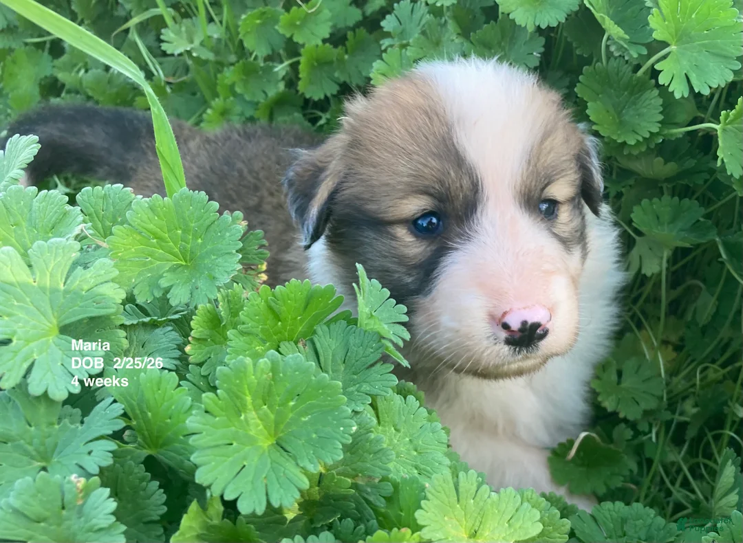 Collie dogs for sale: Maria - Ad 1