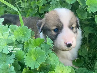 Collie dogs Maria - Ad 6