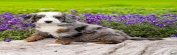 Mini Bernedoodle dogs for sale: Denny - Ad 3