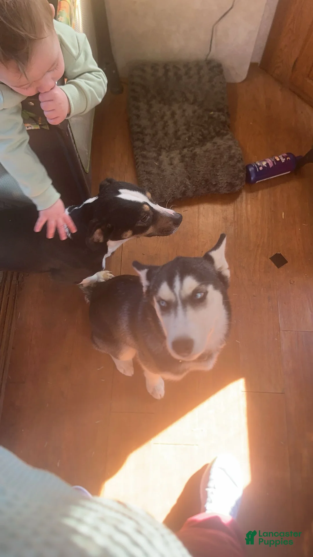 Siberian Husky dogs for sale: Freya - Ad 2