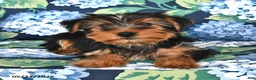 Yorkshire Terrier dogs for sale: Tommy - Ad 4
