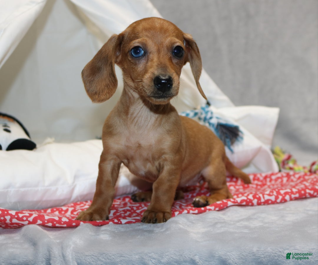 Miniature Dachshund dogs for sale: Button - Ad 9