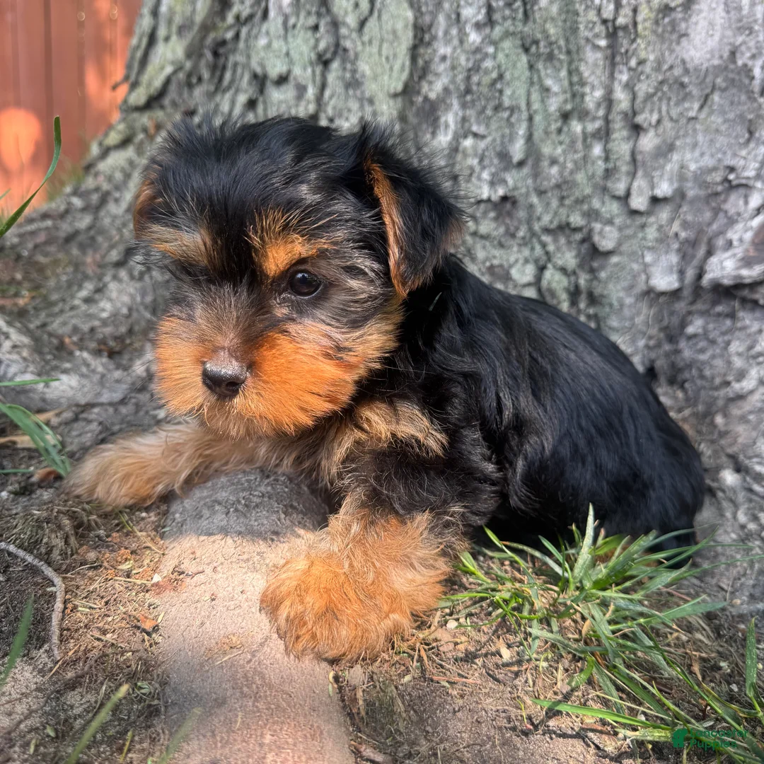Yorkshire Terrier dogs for sale: Teddy  - Ad 1