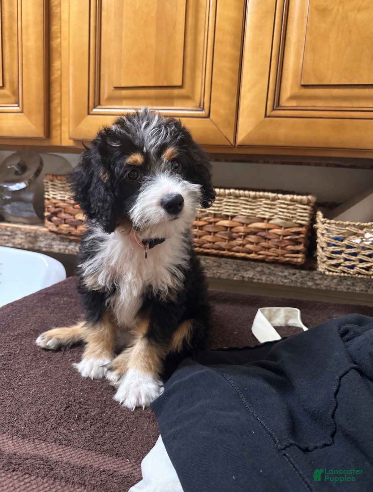 Mini Bernedoodle dogs for sale: Dexter - Ad 33