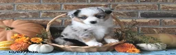 Miniature Australian Shepherd dogs for sale: Heidi - Ad 4