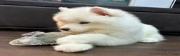 Samoyed dogs for sale: Loki - Ad 4