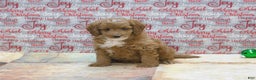 Goldendoodle dogs for sale: Mini Riley - Ad 5