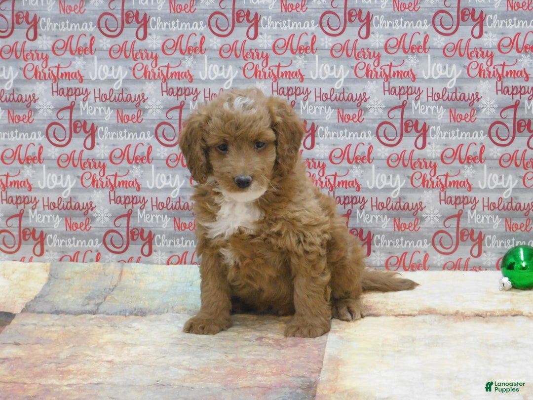Goldendoodle dogs for sale: Mini Riley - Ad 5