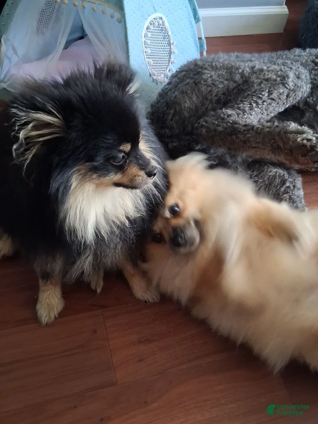 Pomeranian dogs for sale: Pomeranian 3 - Ad 9