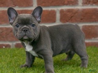 French Bulldog dogs - Ad 14