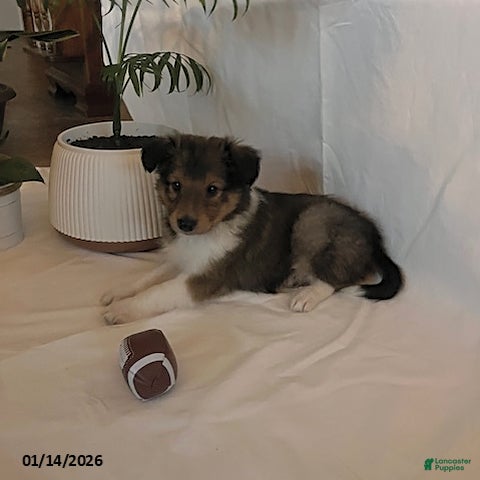Shetland Sheepdog dogs Allen - Ad 1