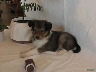 Shetland Sheepdog dogs Allen - Ad 1