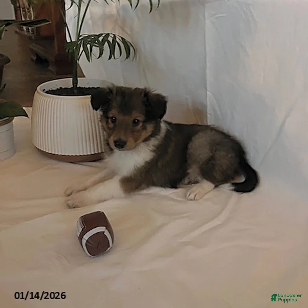 Shetland Sheepdog dogs for sale: Allen - Ad 1