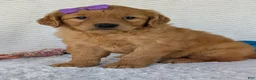 Golden Retriever dogs for sale: Miss Millie  - Ad 17
