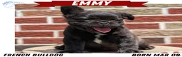 French Bulldog dogs for sale: Emmy - Ad 1