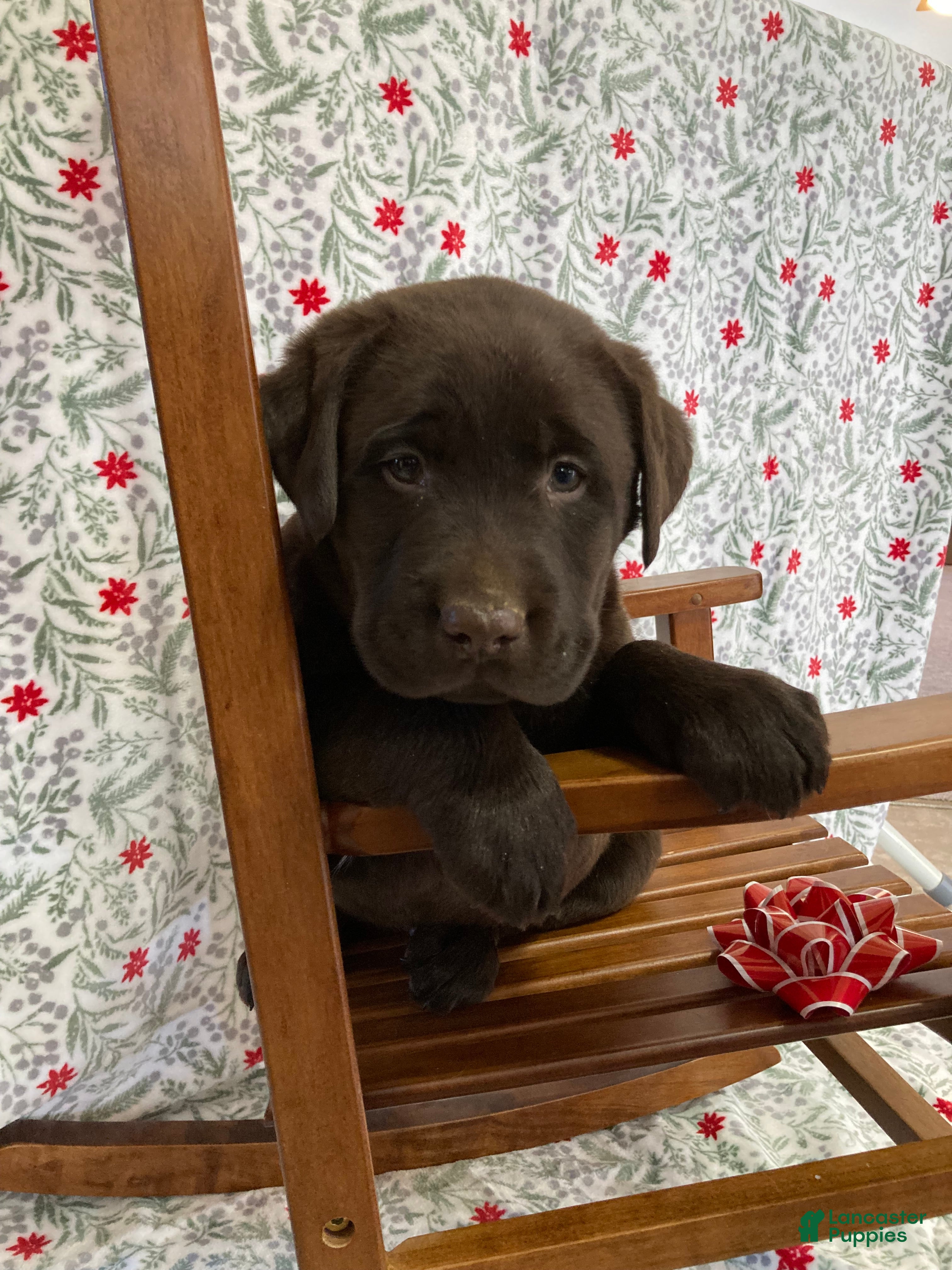 Labrador Retriever dogs Muffin - Ad 6