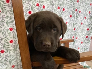 Labrador Retriever dogs Muffin - Ad 11
