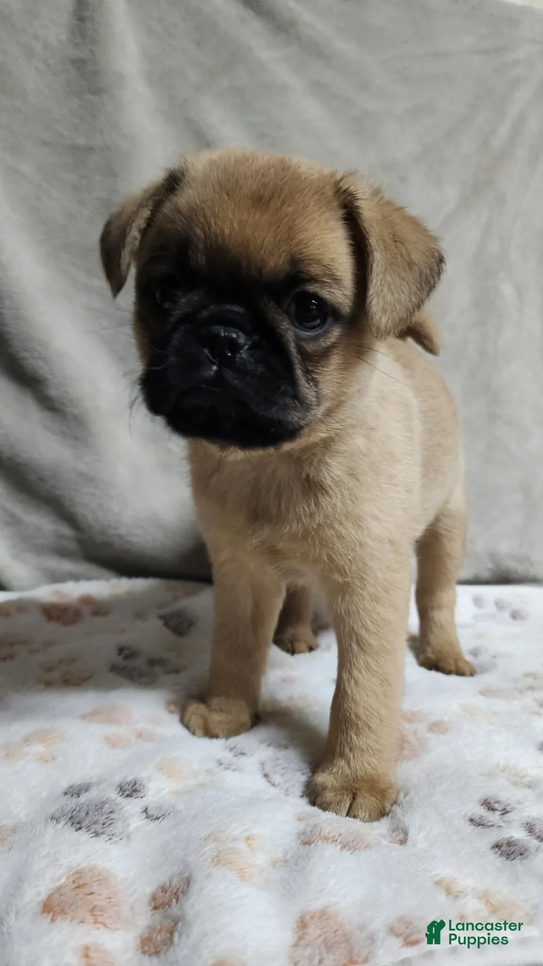 Brussels Griffon dogs for sale: Brussels Griffon 2 - Ad 2