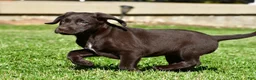 Labrador Retriever dogs for sale: Java - Ad 5