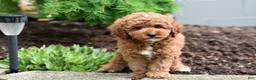 Miniature Poodle dogs for sale: Barney - Ad 5