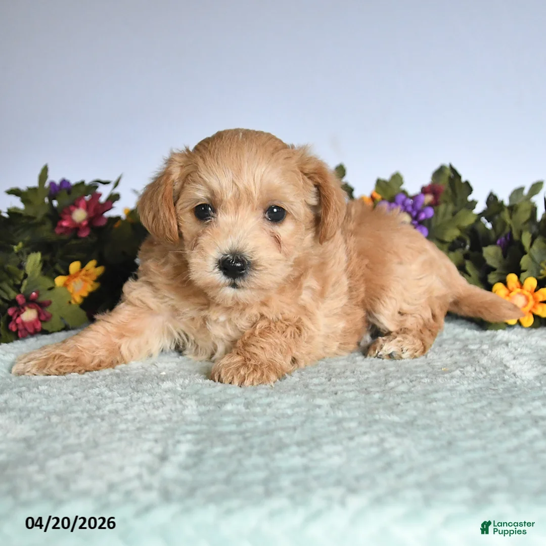 Mixed Breed dogs for sale: Nala - Ad 1