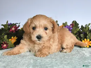 Mixed Breed dogs for sale: Nala - Ad 4