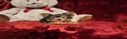 Yorkshire Terrier dogs for sale: MUNCHKIN - Ad 7
