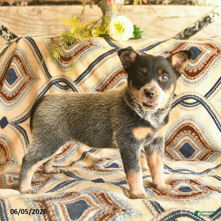 Australian Cattle Dog dogs Lady  - Ad 2
