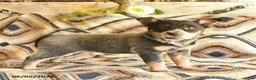 Australian Cattle Dog dogs for sale: Lady  - Ad 2