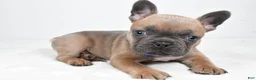 Frenchton dogs for sale: Kevin - Ad 8