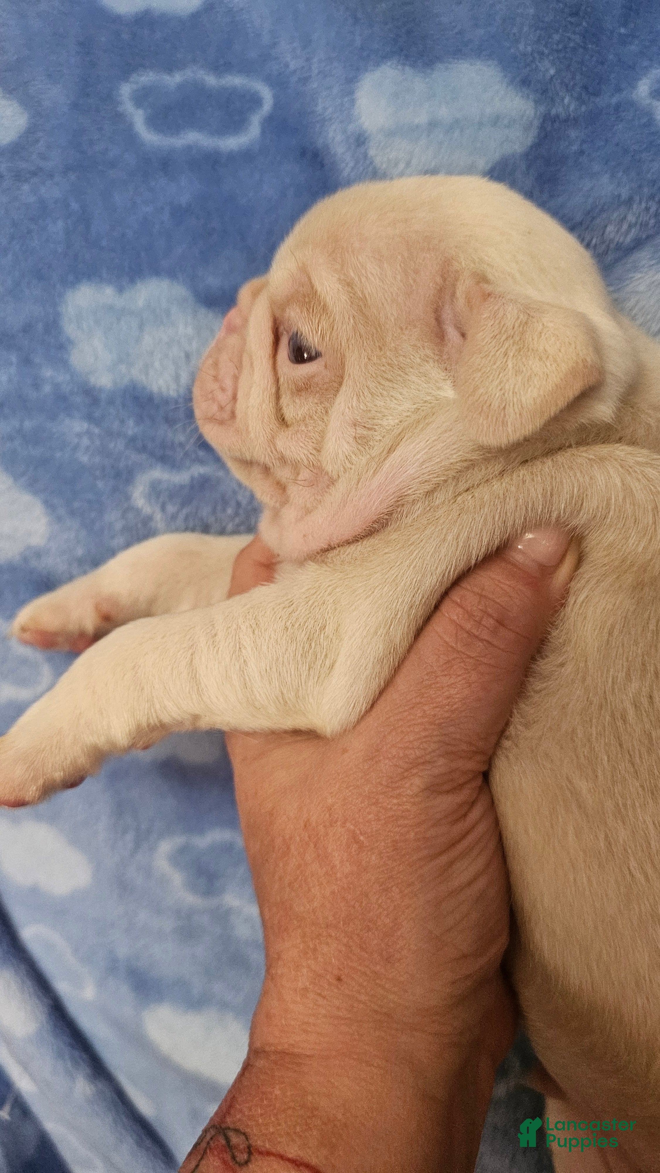 Pug dogs Pug Puppy 1 - Ad 3