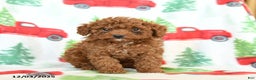 Toy Poodle dogs for sale: Redhead - Ad 3