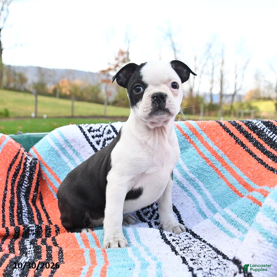 Boston Terrier dogs for sale: Nevada - Ad 1