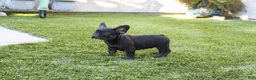 French Bulldog dogs for sale: French Bulldog Puppy 1 - Ad 2