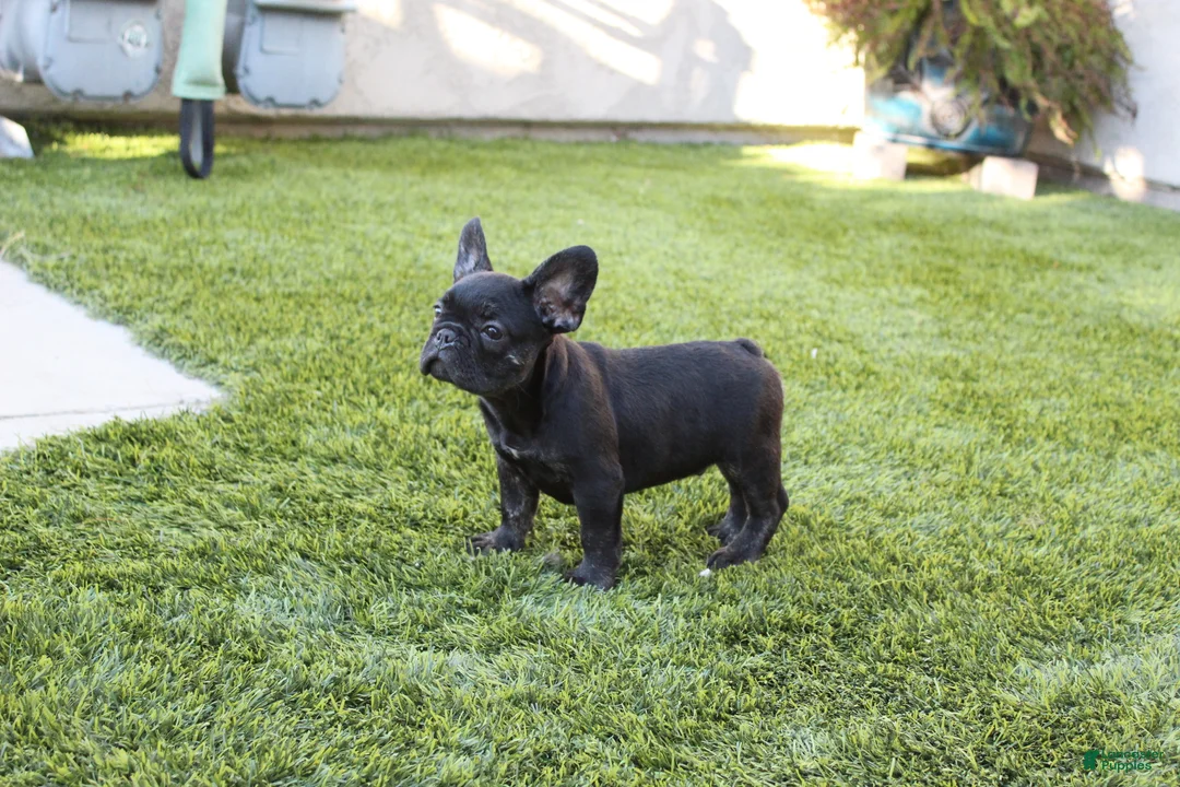 French Bulldog dogs for sale: French Bulldog Puppy 1 - Ad 2