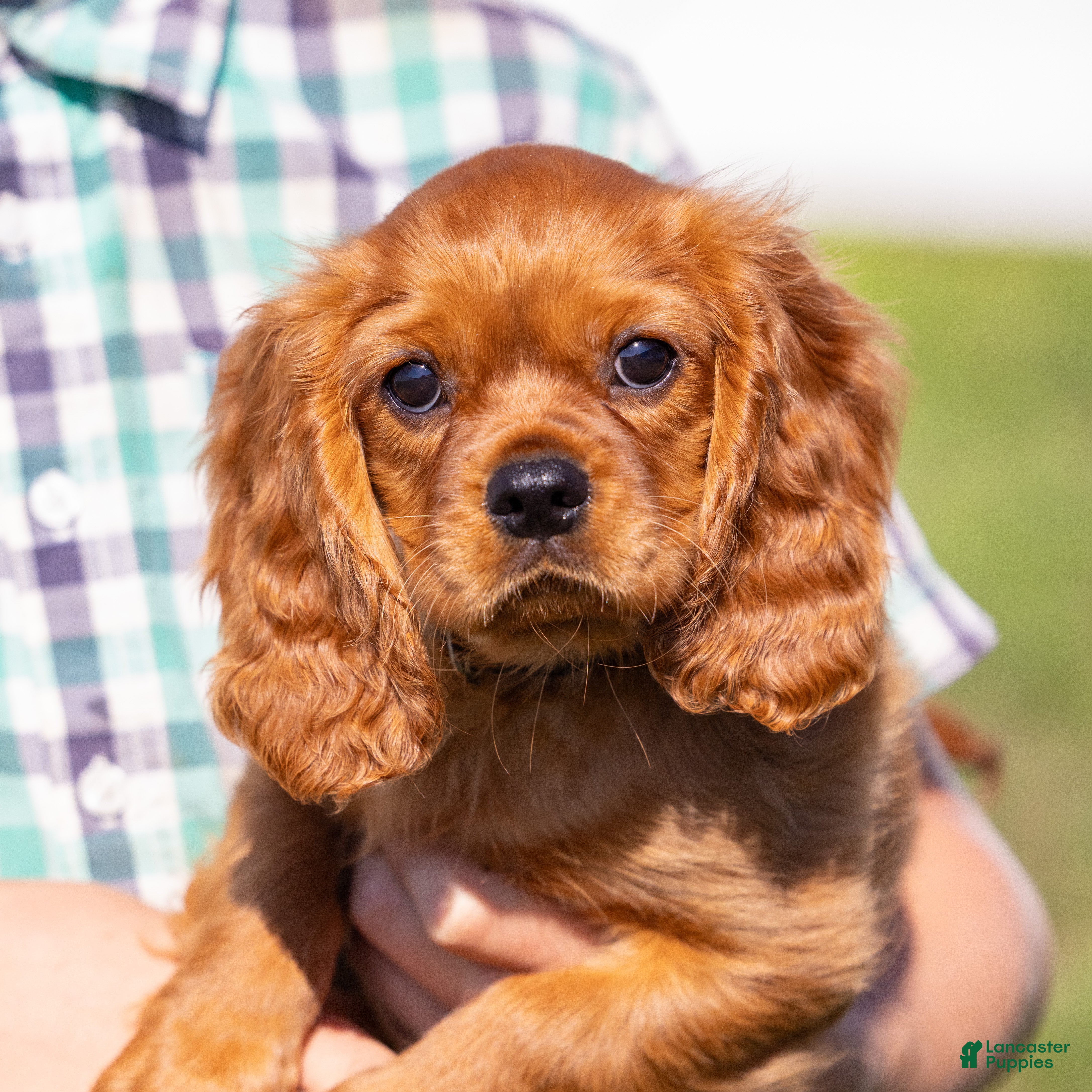Cavalier King Charles Spaniel dogs Einstein - Ad 1